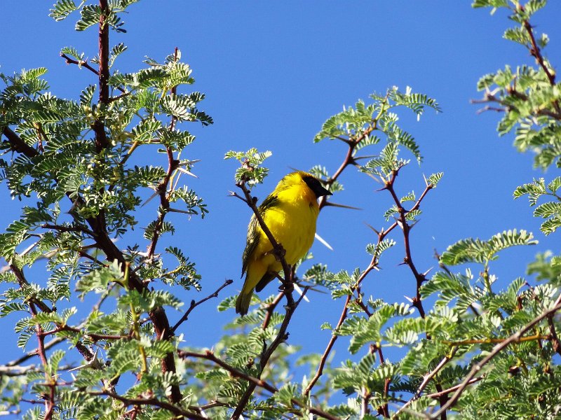 Na (758).JPG - Webervogel